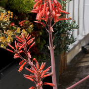 IMG-7662