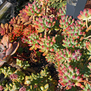 IMG-6706