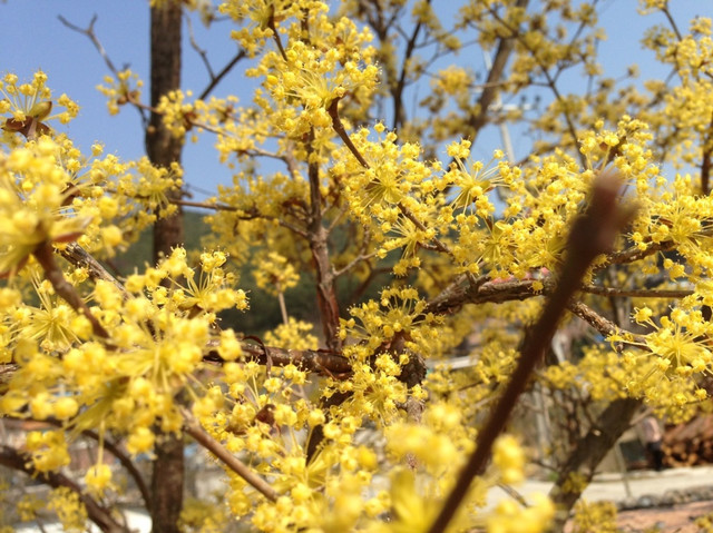 Cornus-officinalis-6