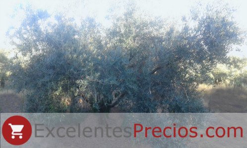 Tree: Picual Olive Picual Tree, Olivo Picual in production