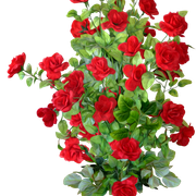 pngwing com (24).png