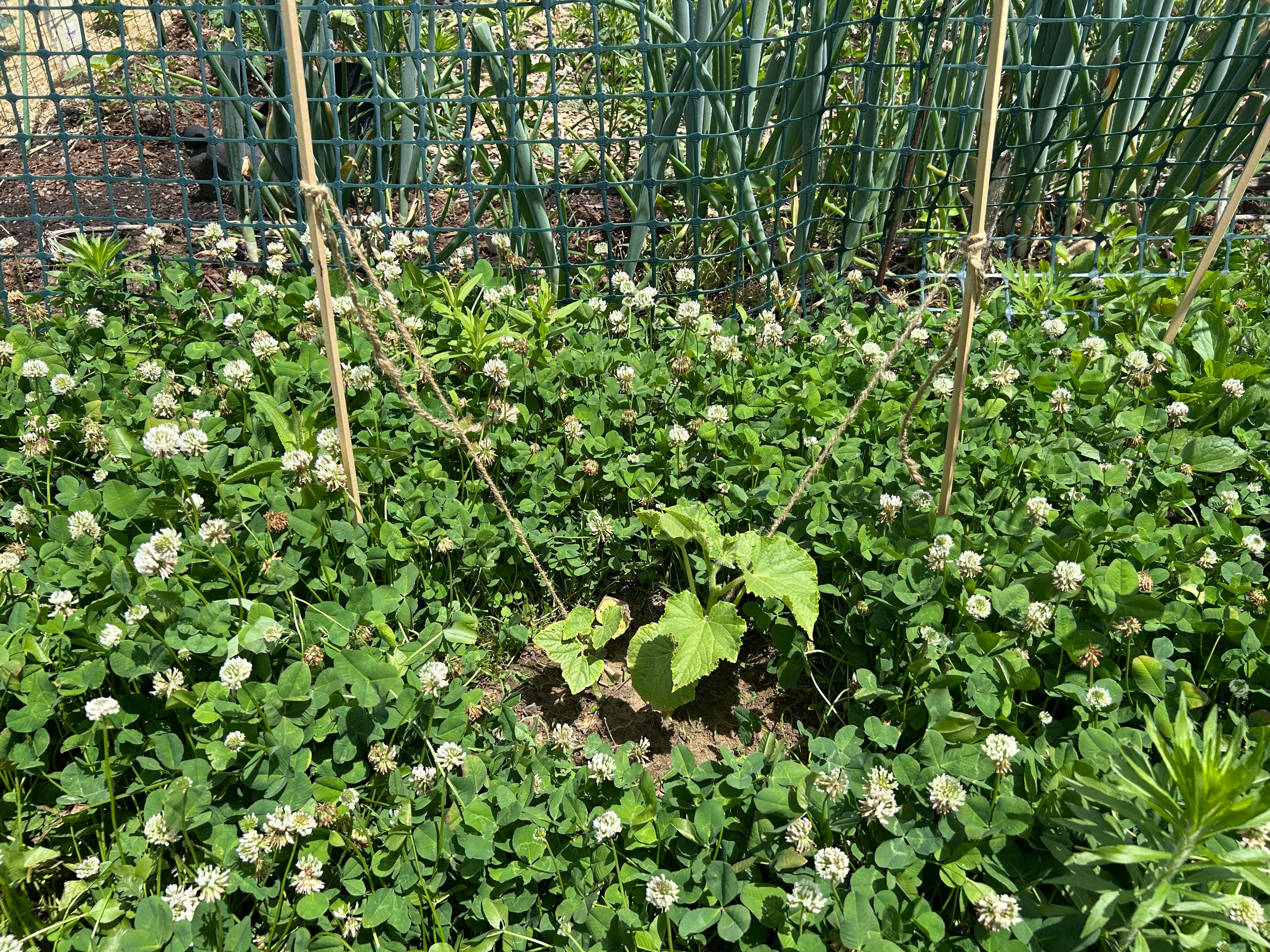 A pair of lemon cucumbers tied to stakes