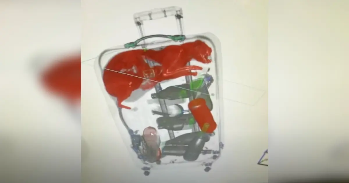 Cat Found Hidden in Airport Luggage