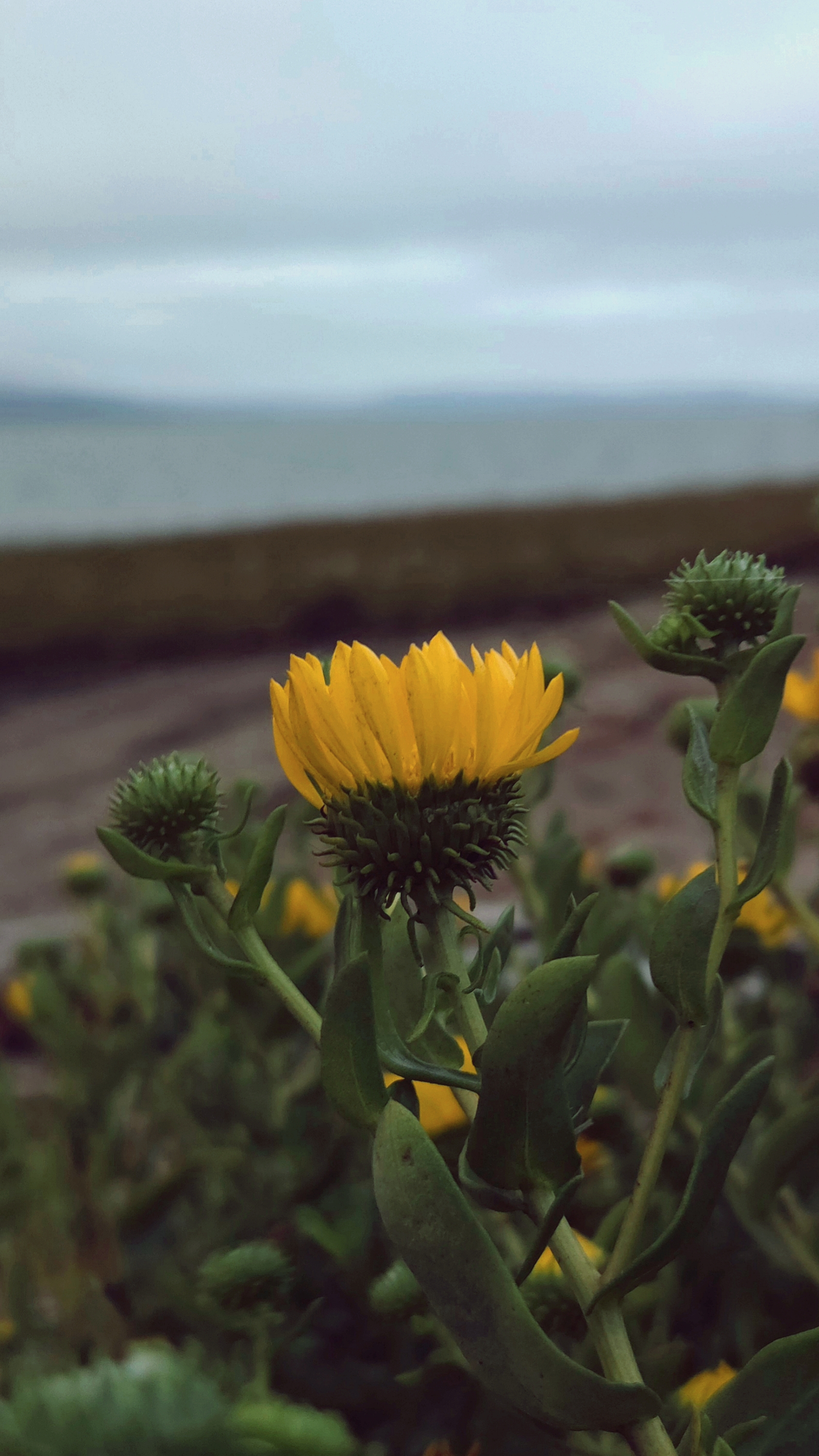 Hairy Gumweed