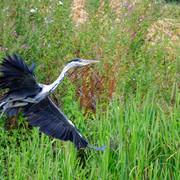 IMG 2157 Dx O