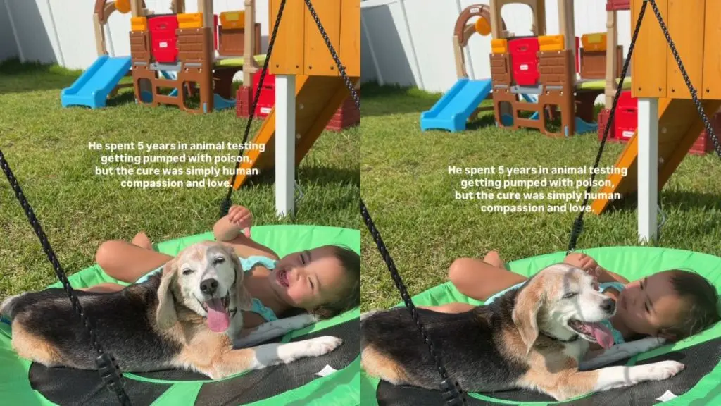Rescue Dog Finds Comfort and Love with Young Girl
