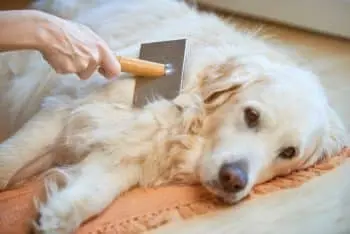 Is Your Dog Shedding Too Much? A Simple Dietary Change Might Help