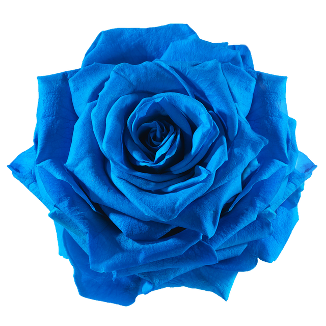 pngwing com (31).png