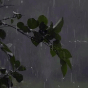 rain gif.gif