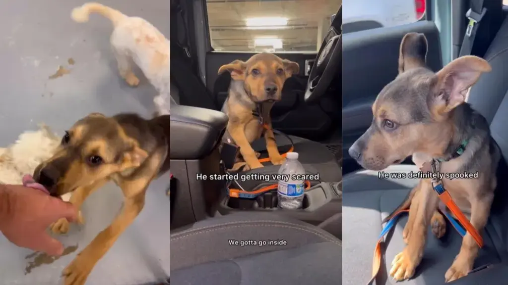 Rescue Dog Initially Hesitant to Bond with New Dad, But Things Have Changed
