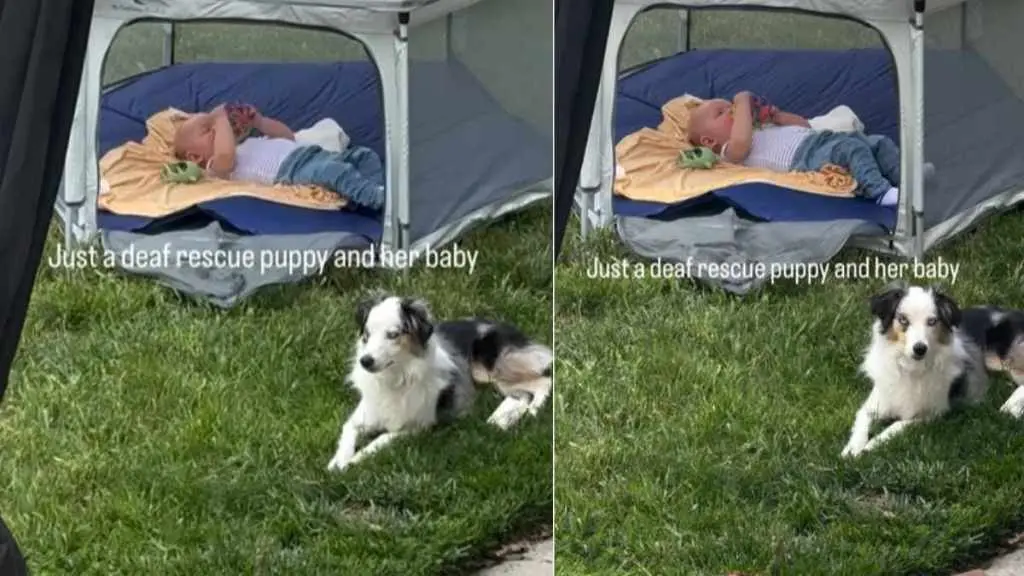 Family Dog's Unwavering Loyalty to Newborn Baby