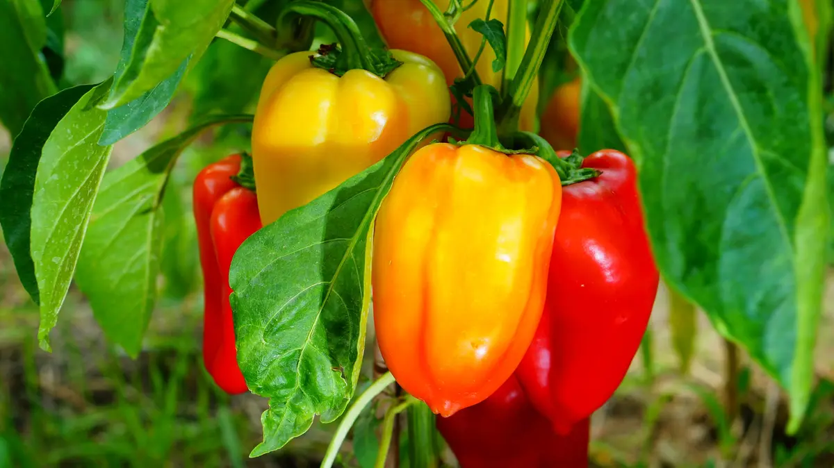 Scraps din bucătărie transformă în îngrășământ natural pentru plante de piper