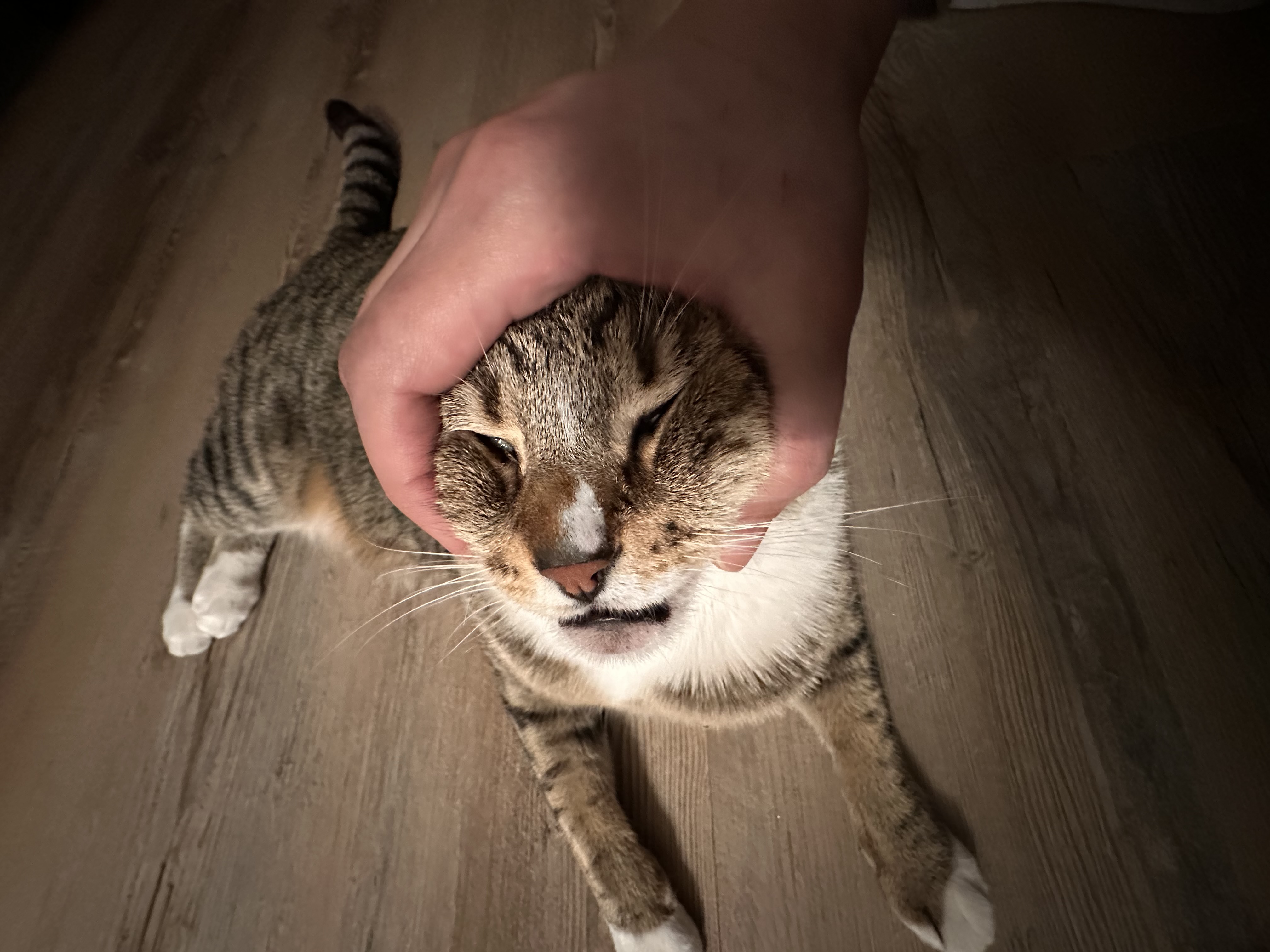cat being held by the face