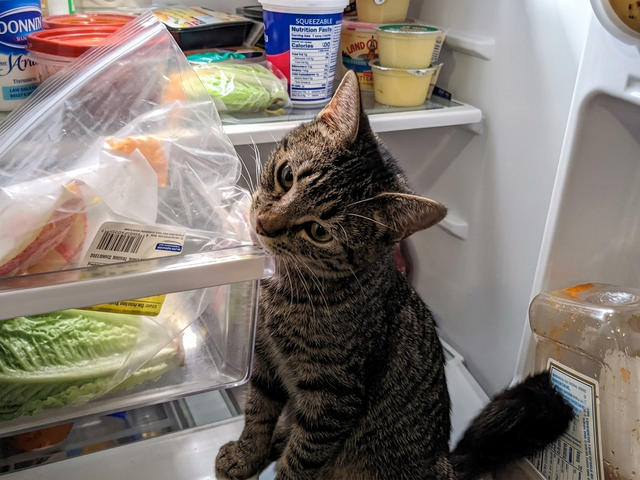 tabby2
