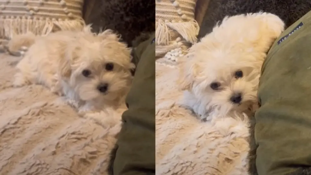 Puppy With a Voice: Mochi the Maltipoo Invites Playtime