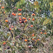 花港观鱼22