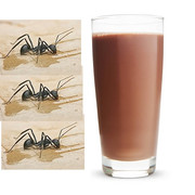 choccy-mil