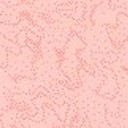rose8