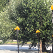 DSC5071