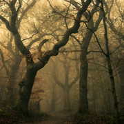 wallpaperbetter5454