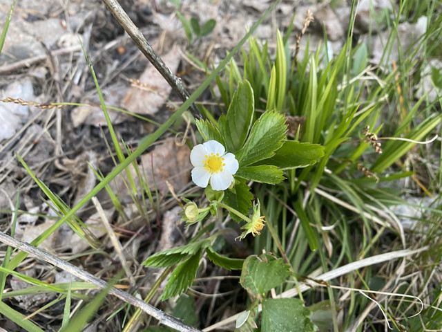 C630990-A-3642-4219-A594-9279676-E655-A.