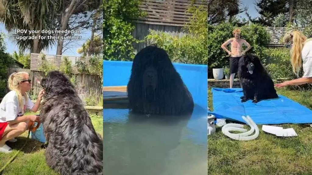 Dogs Dive into Summer Fun with New Pool Upgrade