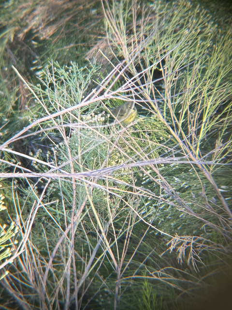 Bird4