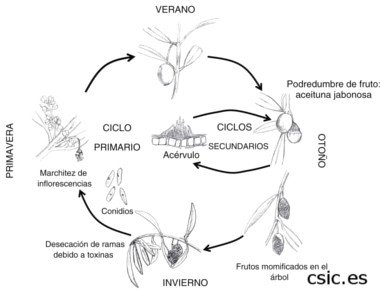 Colletotrichum Cycle Annual Colletotrichum Cycle