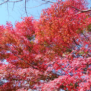 IMG-20221117-101407