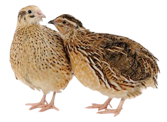 Quail