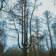 DSCF4441
