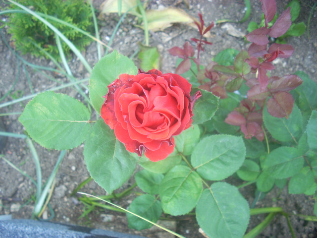 DSCN1461