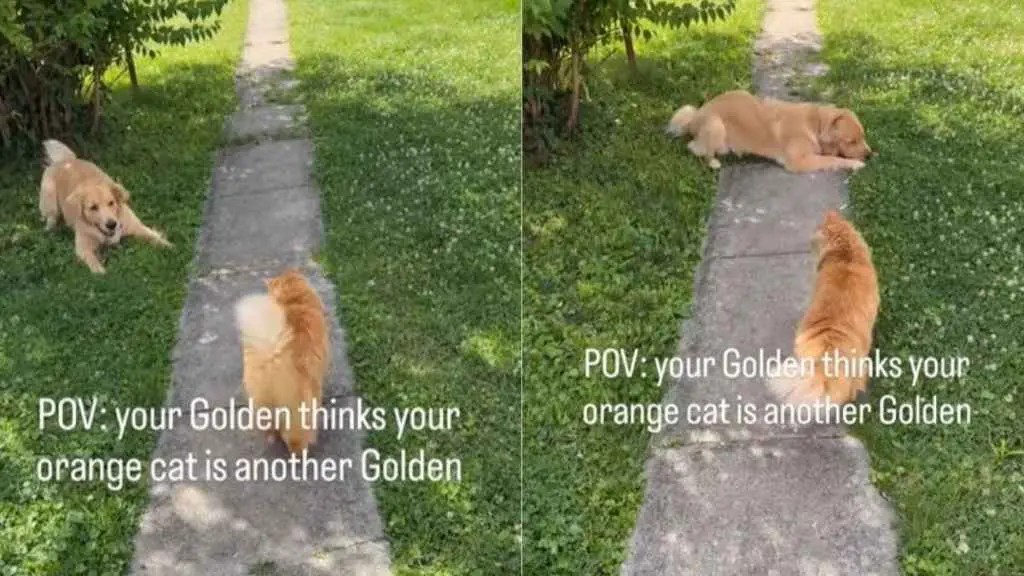 Dog Thinks Cat is Just Another Golden Retriever Sibling
