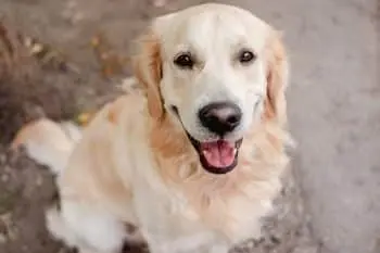 Best Dog Foods for Golden Retrievers