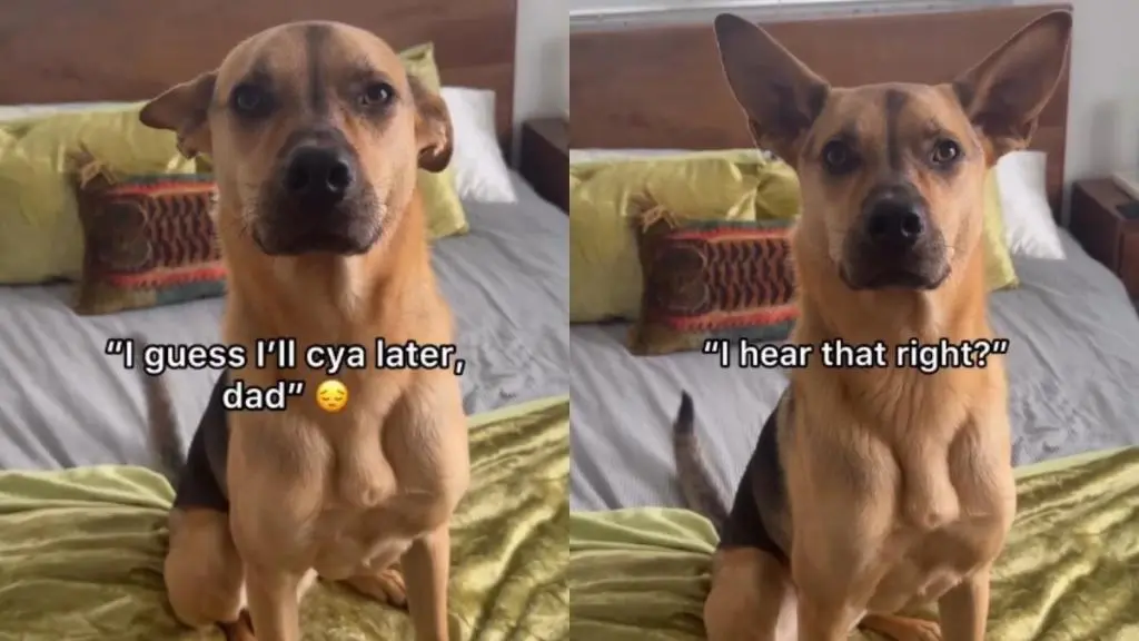 Rescued Pup Finds Forever Home and Joins Owner on Every Adventure
