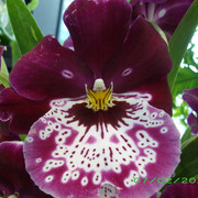 IMGP2761