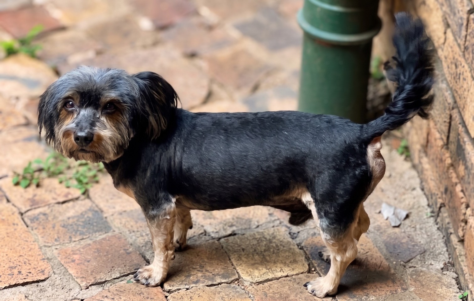 Blazer, a 14-year-old senior male Yorkshire Terrier in Garsfontein
