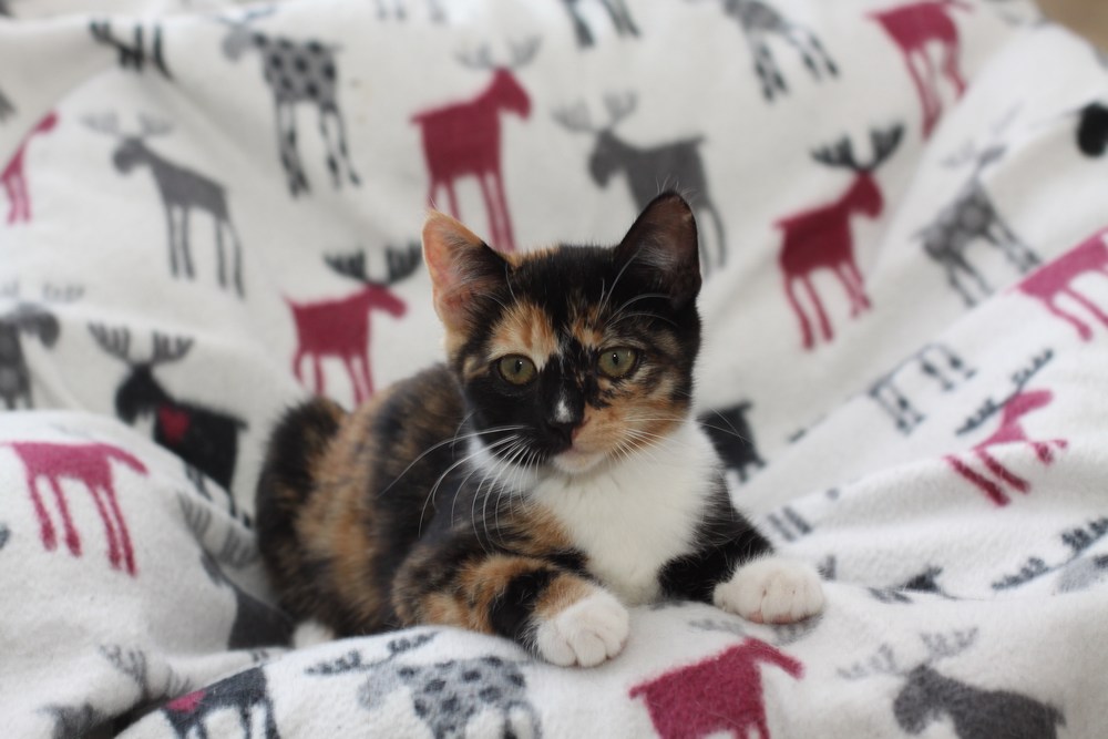 Slika