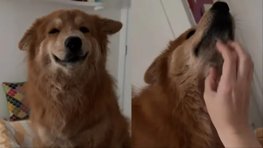 Clever Canine Takes Scratch Matters into Her Own Paws
