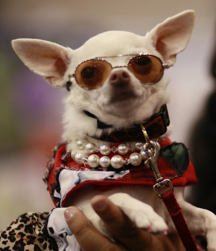 a white chihuahua wearing sunglasses and pearls, being held by her human