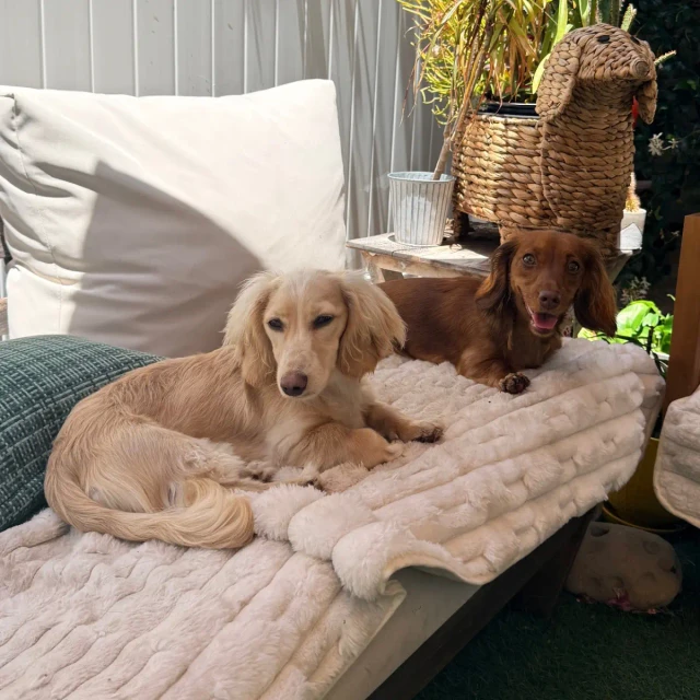 Dogs at Duke's Doggy Daycare