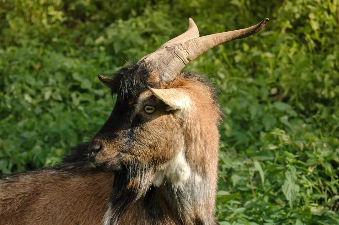 Capricorn Horoscope for June 2026: Navigating Saturn's Influence