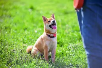 Essential Gear for Welcoming a New Shiba Inu Puppy