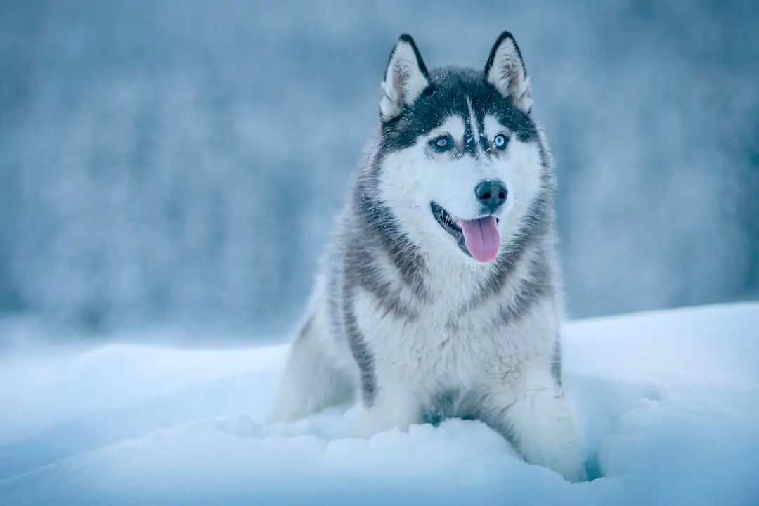 Siri Responds to Husky's "Hello" in Viral Video