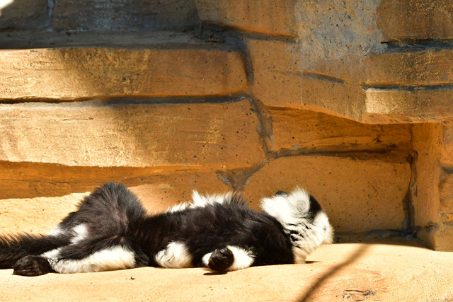 Black-and-white ruffed lemur at Copenhagen Zoo