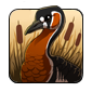 Red-Breasted Goose