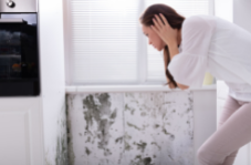 Mold Inspection Vaughan Mold-Inspection-Vaughan
