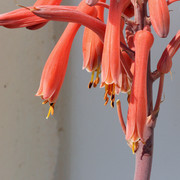 IMG-7880
