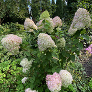 IMG-0658