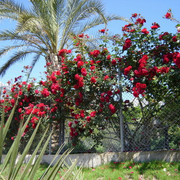 DSC06375